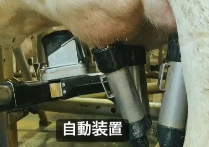 搾乳ロボットが稼働する様子(提供:Kalm角山)