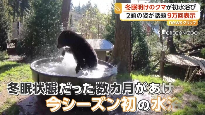 大興奮で水遊びを楽しむクマ（OREGON ZOO）