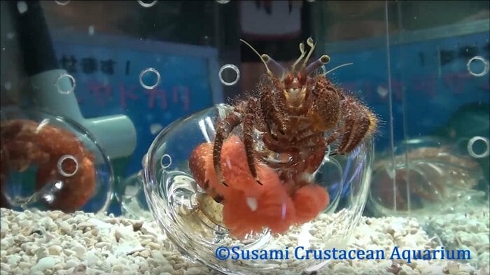 ピンク色に見えるのが卵。貝殻に守られている