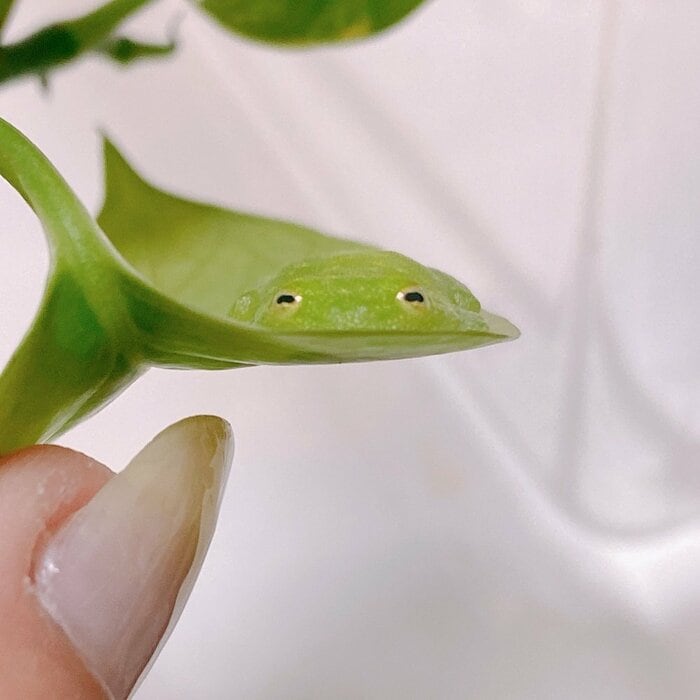葉っぱを裏返すと、葉に溶け込むように見えるカエル