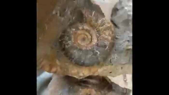 石の中からアンモナイトの化石を発見