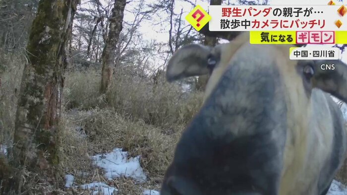 カメラにどアップで映る動物