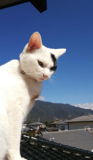 提供:岡田きなこ(きなママ)さん