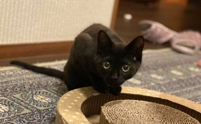 困っていることは特にないそう