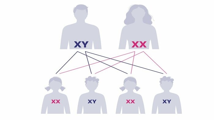 「X」染色体は必ず母親から受け継ぐ
