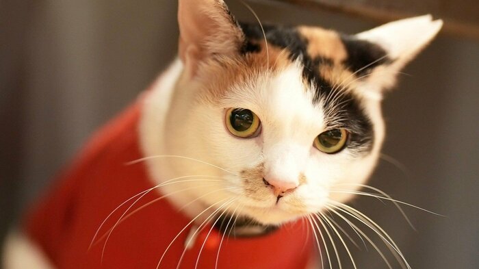 番台猫歴5年半の福ちゃん