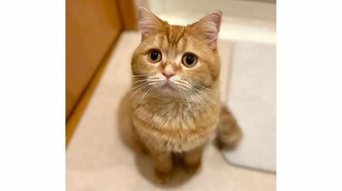 こまるくん