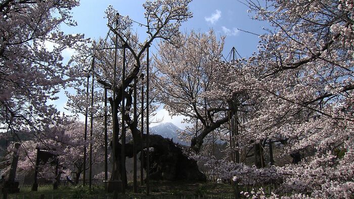 南アルプスを背景に見た神代桜