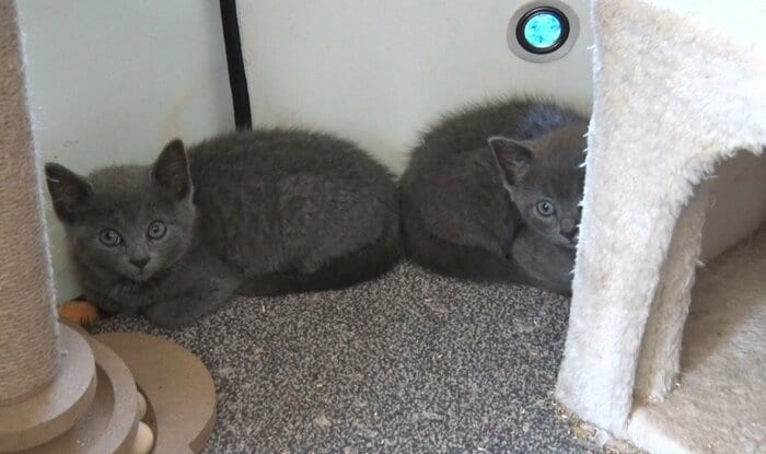 生まれて間もない猫を見守りながら朝を迎えることもあるという