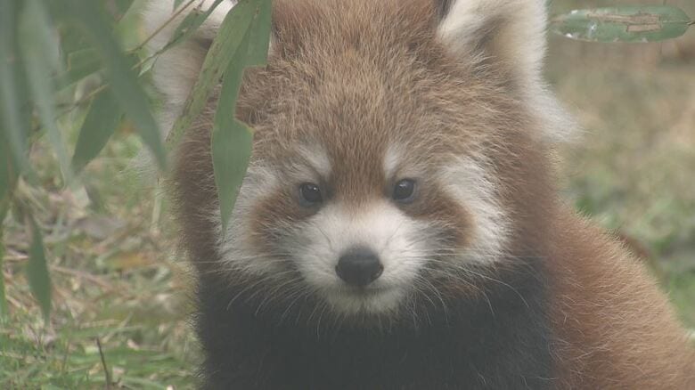 レッサーパンダの赤ちゃん　母親とじゃれたり、走り回ったり　1日30分限定で公開　長野市の茶臼山動物園　11月15日から名前を一般公募する予定｜FNNプライムオンライン