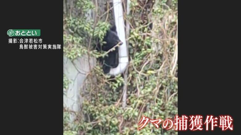 【独自】クマが“暖かい空き家”で“仮冬眠”？最後は至近距離から麻酔銃で…捕獲の一部始終　福島・会津若松市｜FNNプライムオンライン