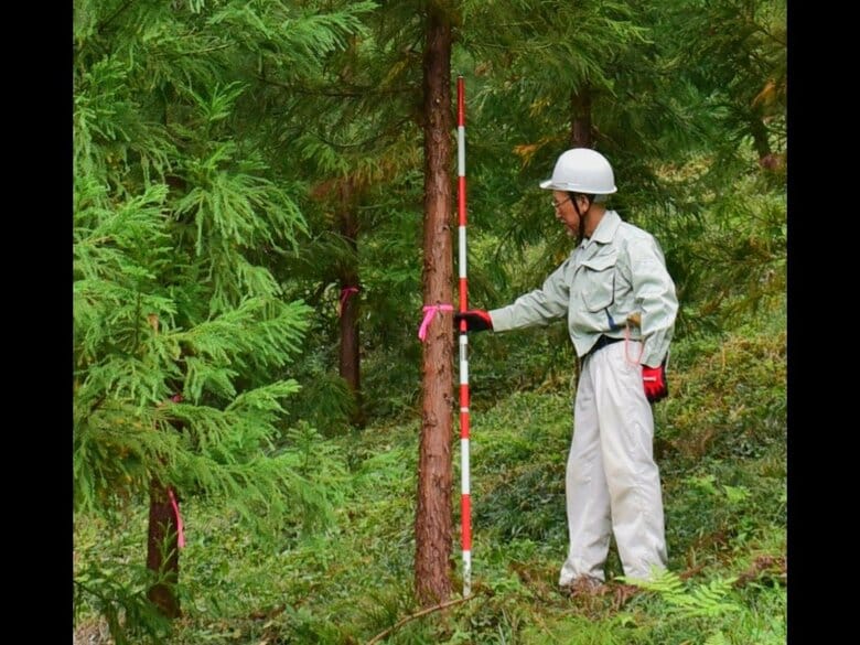花粉ゼロ！“夢の”スギの木の母樹が7本誕生！東京都育成の「心晴れ不稔1号」花粉症患者の救世主となるか｜FNNプライムオンライン