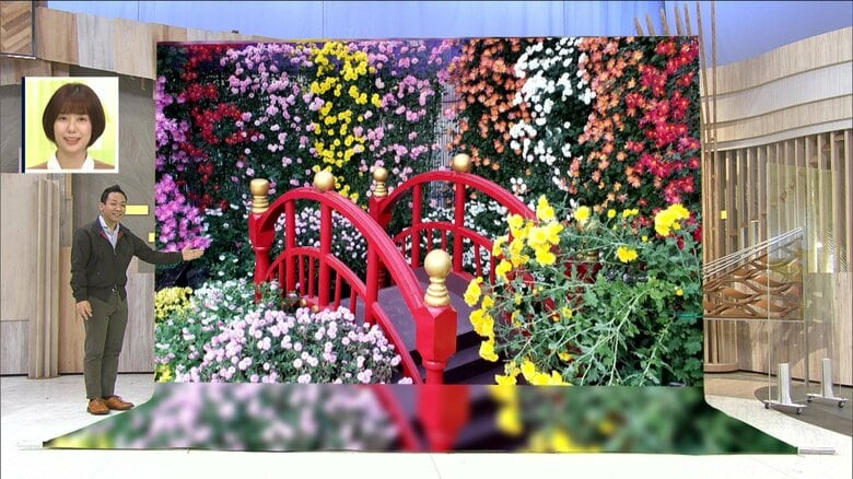 菊の開花は“太陽次第”!? 各地で見ごろ 日本最古の「菊まつり」に都内絶景スポットも｜FNNプライムオンライン