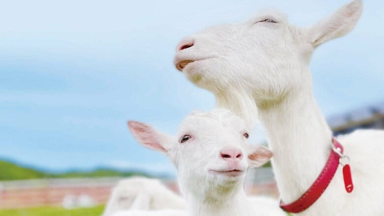 ヤギと暮らす人たちに聞く“飼う”ことの魅力。かわいくて、よくなついてくれる最高のパートナー｜FNNプライムオンライン