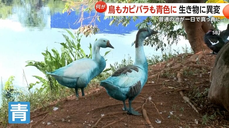 【衝撃】青く染まった鳥やカピバラ…トラック事故で化学薬品流出　池が1日で真っ青に　魚の大量死も　ブラジル｜FNNプライムオンライン