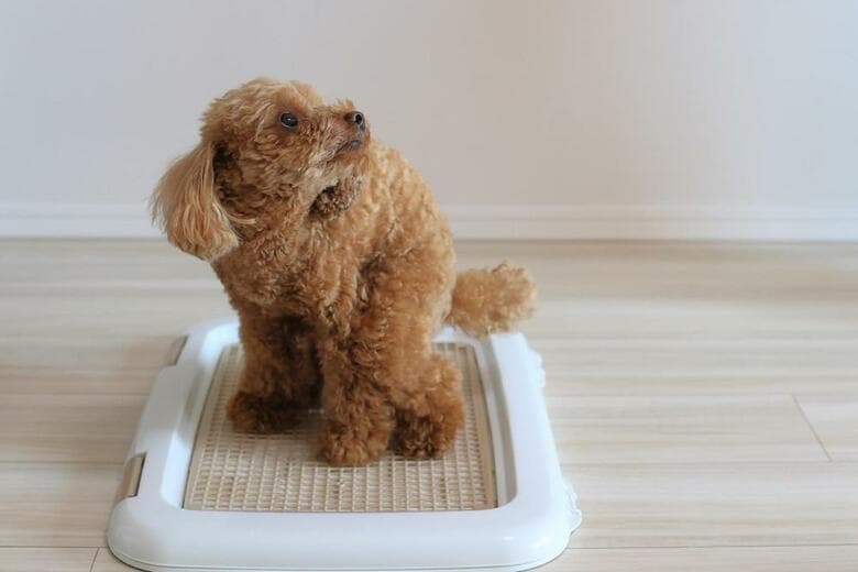 犬のしつけに悩む飼い主は8割以上！基本的なトレーニング方法を徹底解説