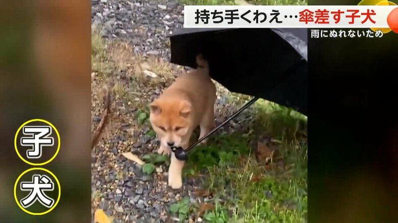 雨でぬれないように“傘を差す子犬”　器用に持ち手をくわえトコトコと…最後は飼い主に返却　中国｜FNNプライムオンライン