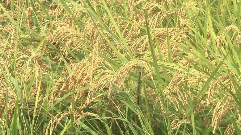 今年のコメの収穫量見込み　24道府県で平均「やや上回る」｜FNNプライムオンライン