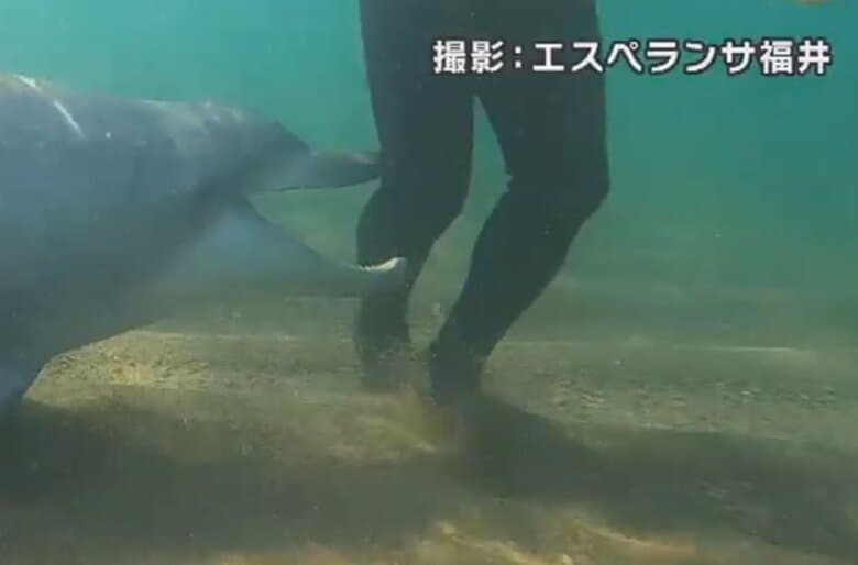 体なでていたら…「イルカ」に噛まれ“15針”縫うけが　海水浴場近くの岩場　福井市｜FNNプライムオンライン