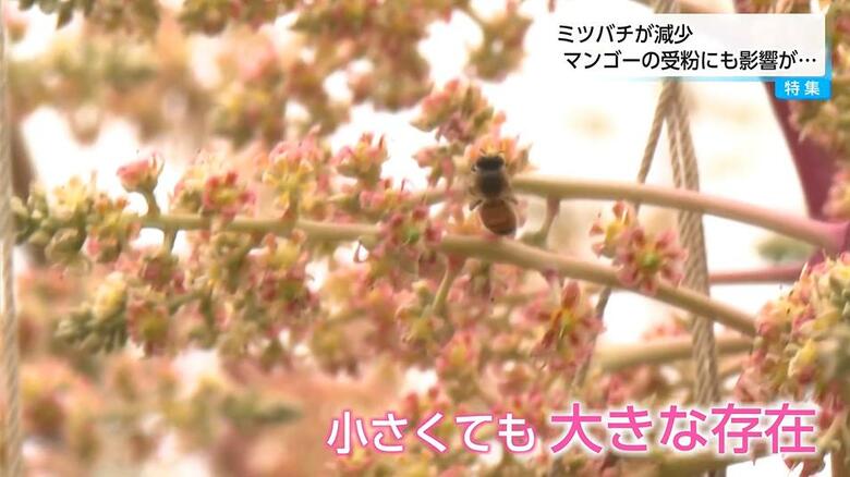 「マンゴーができない！」　ミツバチ不足で農家が受粉問題に直面　猛暑・災害・ダニの寄生などでミツバチが減少している　趣味の養蜂でも注意が必要｜FNNプライムオンライン