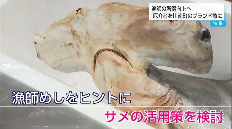 ハンマーヘッドシャークって食べられるの？“厄介者”をブランド魚へ…サメを美味しくいただくプロジェクトが始動｜FNNプライムオンライン