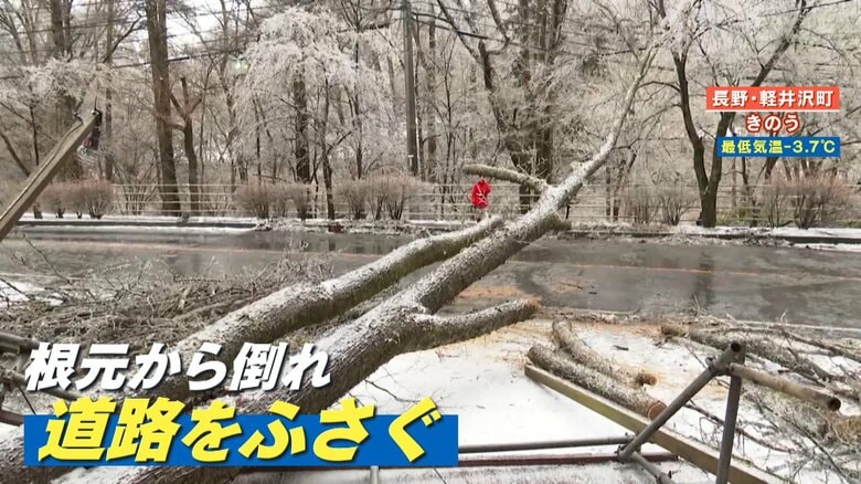 雨が凍る「雨氷」が原因か？人気観光地の軽井沢 倒木で通行止め…列車も運転見合わせ｜FNNプライムオンライン