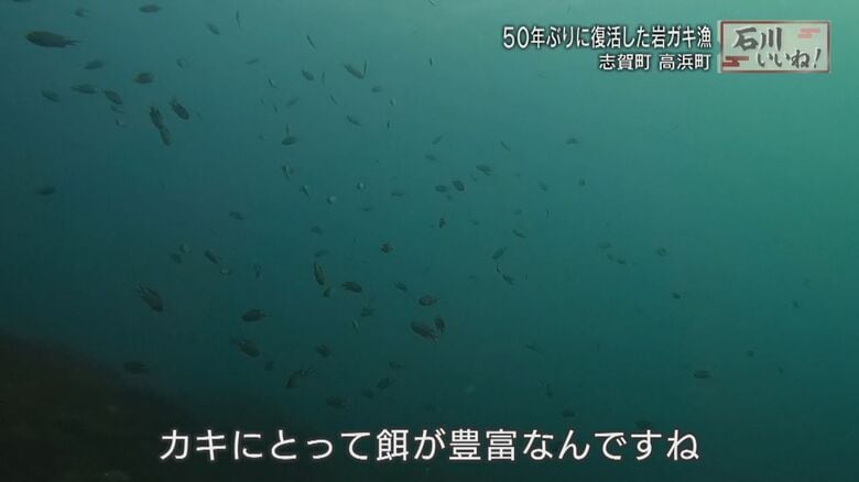おいしさの秘密はカキのエサが豊富なこと