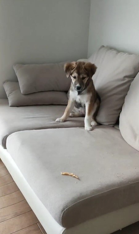 待ての練習（提供：kurumi-chiharuさん）