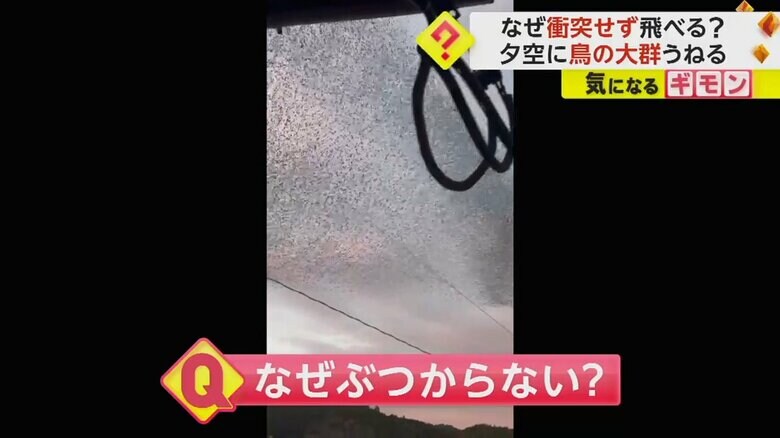 佐賀・嬉野市で観察されたトモエガモの大群