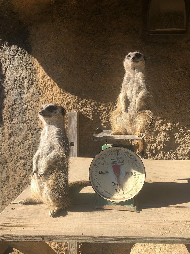体重計の上（提供：九十九島動植物園森きらら）