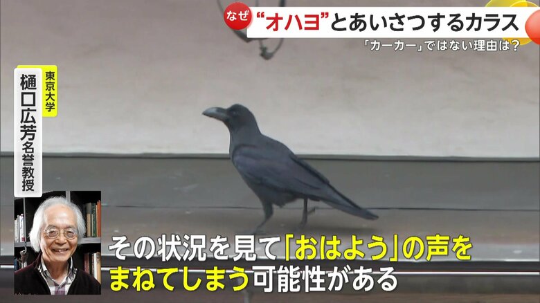 カラスは人のやり取りのマネをしている可能性があるという