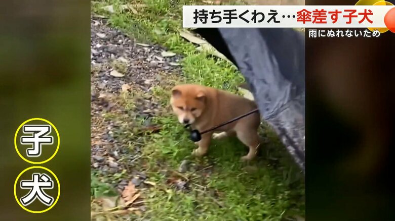 傘の持ち手をくわえる子犬