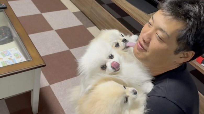 仕事の疲れを癒やす3姉妹のおかえり（提供：愉快な3姉妹ポメラニアンちゃんねるさん）