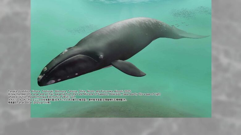 和名は「サッポロクジラ」