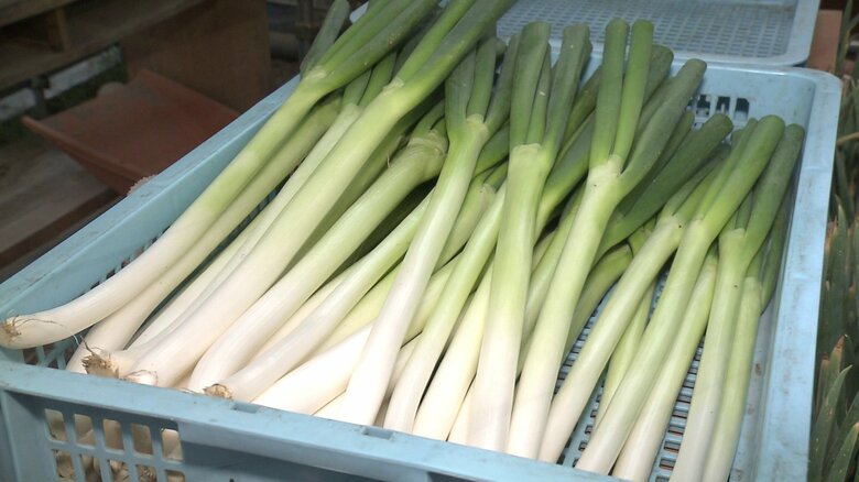 農薬や化学肥料を使わずに栽培された田畑さんのネギ