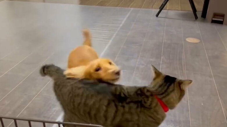 体をこすりつけたりしていると…