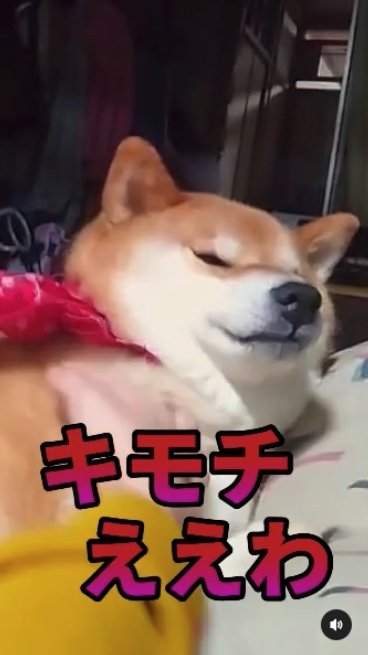 提供：柴犬スティーブch【コーギーと猫を添えて】さん