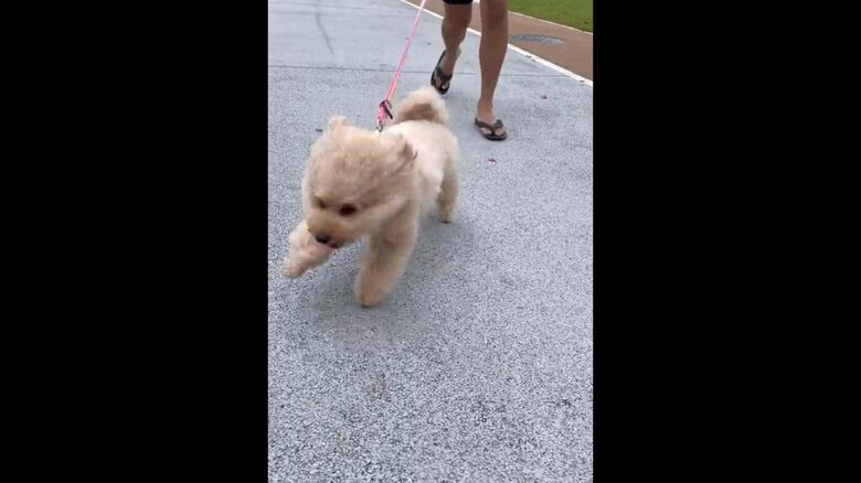 毛をなびかせて走る！ポテチくん