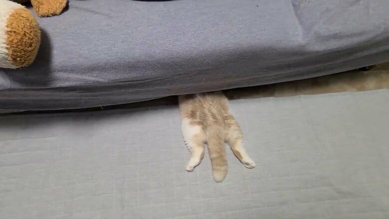 提供：犬と猫の親バカ日記さん