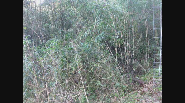 竹が生い茂り荒れていた「ヒマワリ畑」（2024年）