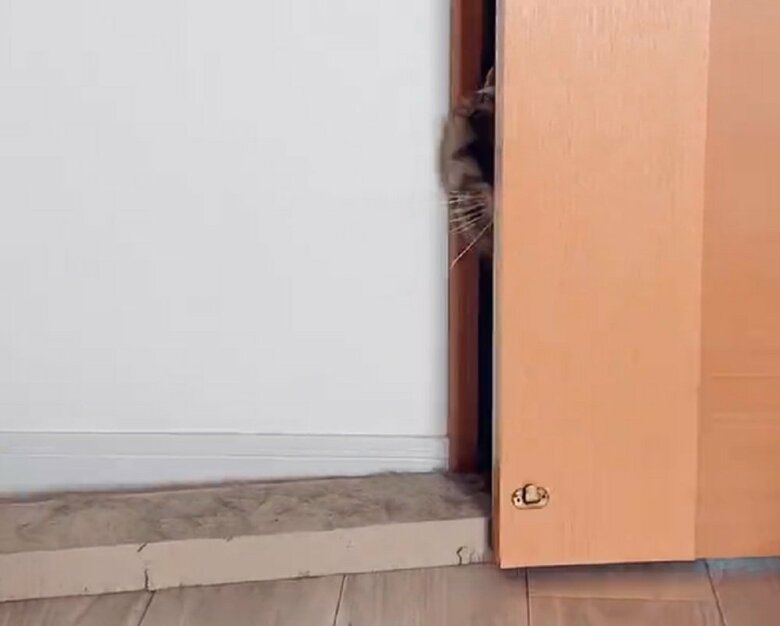 すぐに引っ込んでしまう