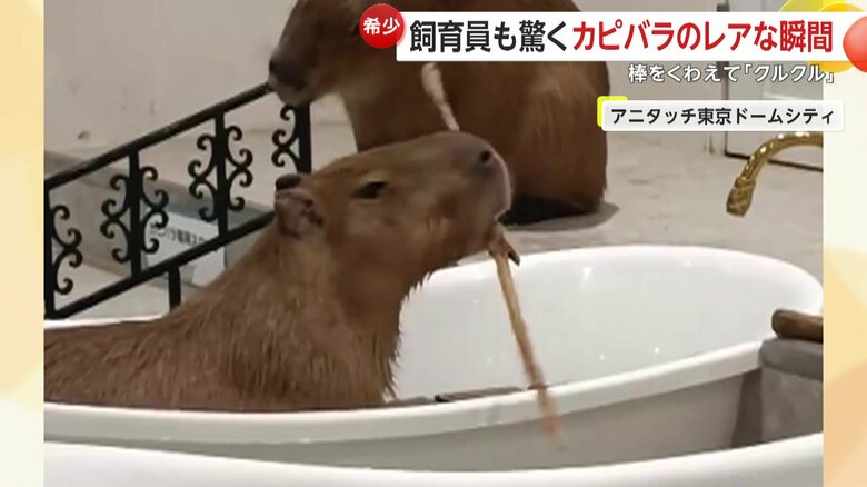 レアな瞬間だった棒回しの瞬間（提供：rie.cappy）