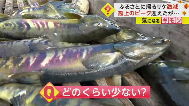川をさかのぼり、捕獲されたサケ