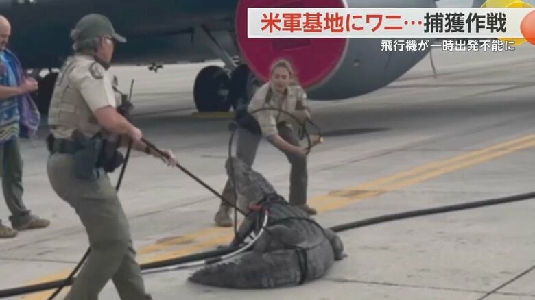 空軍基地に迷い込んだワニの口にロープを巻き付ける女性