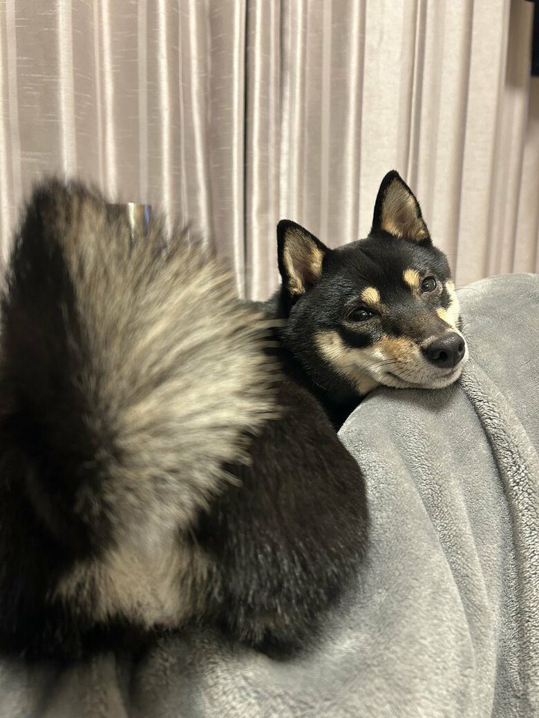 提供：豆柴ごま娘さん