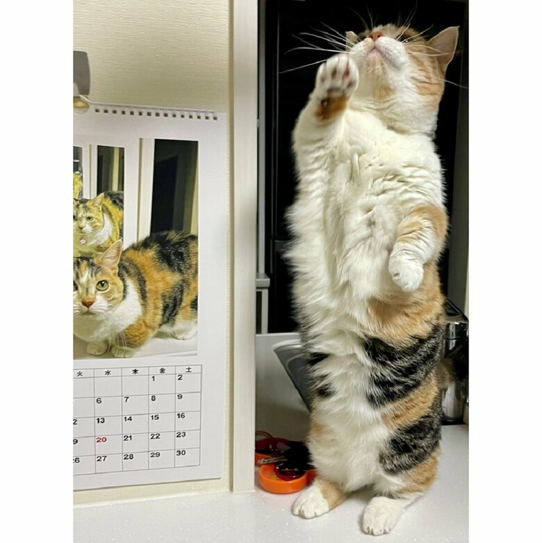 3月用の撮影で失敗したときの写真　オモチャに夢中のはなちゃん