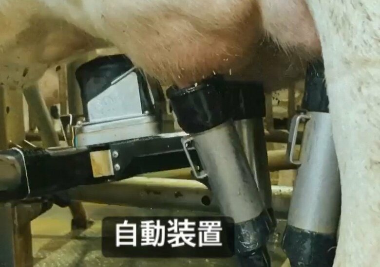 搾乳ロボットが稼働する様子（提供：Kalm角山）
