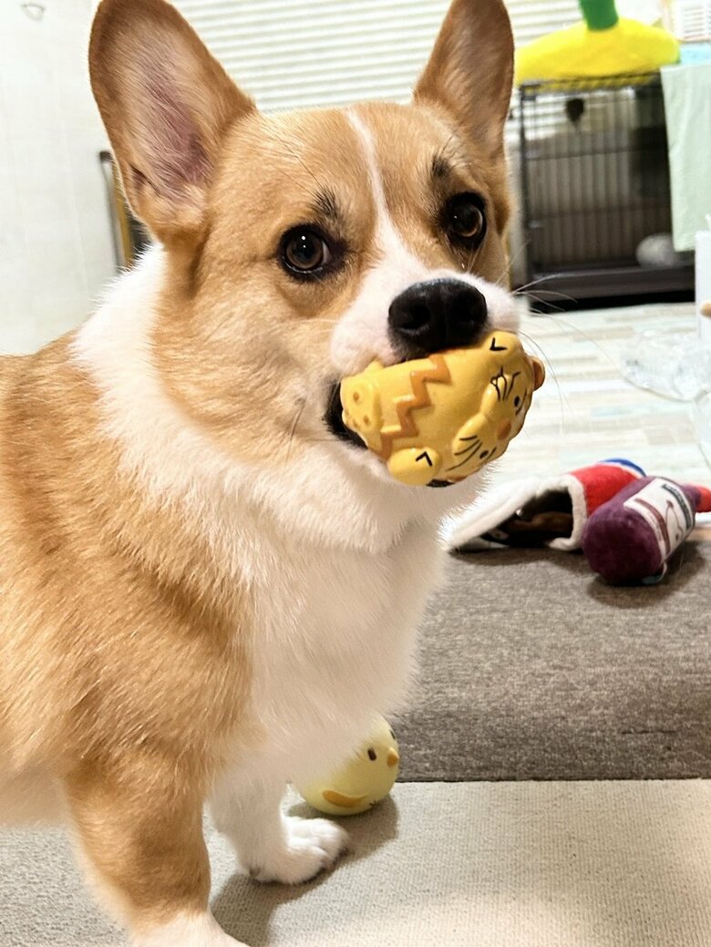 「呼んだ？」とおもちゃをくわえながら