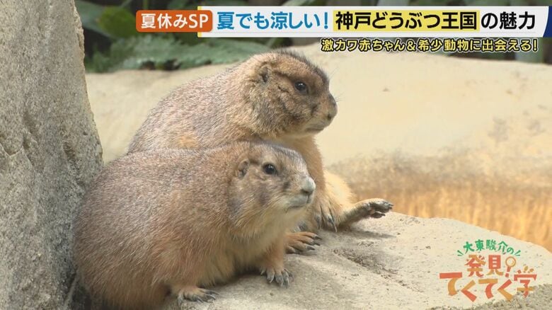 プレーリードッグは常に緊張感を持っている？
