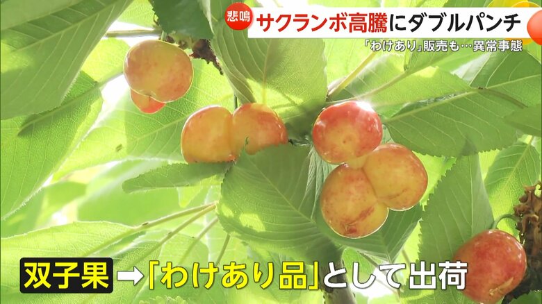 訳あり品として出荷する「双子果」のサクランボ